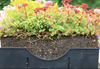 Green Roofing